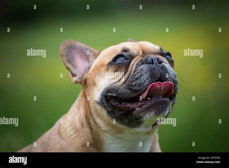 French Bulldog Brachycephalic Nose Stock Photo Alamy