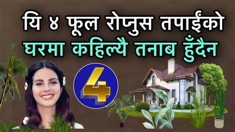 यि ४ फूल रोप्नुस तपाईंको घरमा कहिल्यै तनाब हुँदैनlucky Plant Youtube