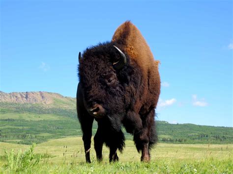 Bison The Canadian Encyclopedia