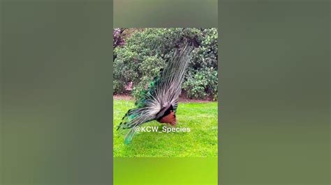 Shorts Beautiful Peacock Dance 🦚😍🥰 Youtube