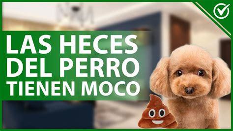 Heces Blandas En Perros Causas Y Soluciones Revistaboletinbiologica