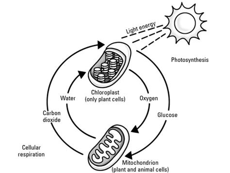 Photosynthesis And Respiration Venn Diagram