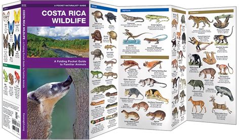 Costa Rica Wildlife (Pocket Naturalist® Guide)