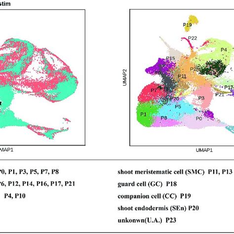 Comparison Of N Tenuifolia Leaf And Arabidopsis Shoot Single Cell Download Scientific Diagram