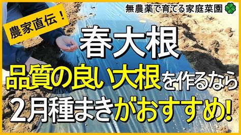 【大根栽培】春大根の種まきのコツ（トンネル栽培）【有機農家直伝！無農薬で育てる家庭菜園】 23128 Youtube