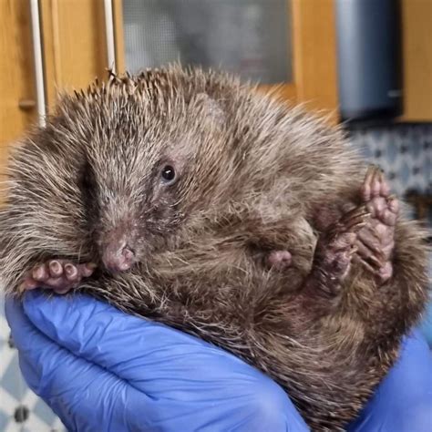 Prickly Prickles Hedgehog Rescue The Gardens Group