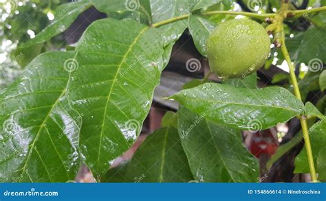 Grote Natte Bladeren Van Okkernootboom Onder De Zomerregen Stock Foto Image Of Druppeltjes