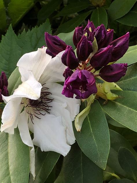 Clematis ‘vancouver Fragrant Star And Rhododendron ‘jonathan Shaw