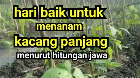 Hari Baik Untuk Menanam Kacang Panjang Menurut Hitungan Jawa YouTube