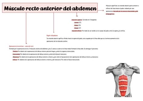 Músculo recto anterior del abdomen uDocz