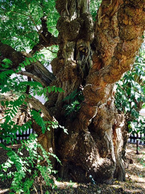 Oudste Boom Van Nederland Kasteel Doorwerth Boom Natuurfoto S Doorwerth