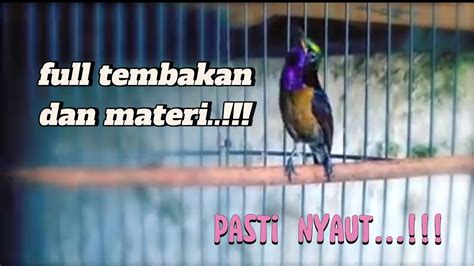 Full Nembak Masteran Konin Gacor Full Isian Cocok Untuk