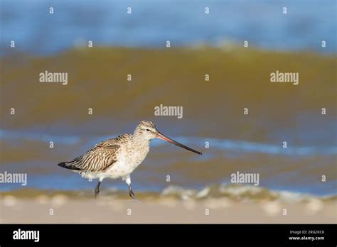 Spring Bar Tailed Godwit Limosa Lapponica Foraging On The Beach Of