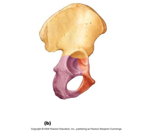Right Lateral Hip Bone Labeling A And P Diagram Quizlet