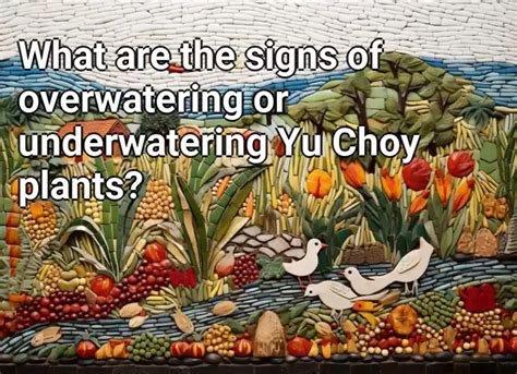 What Are The Signs Of Overwatering Or Underwatering Yu Choy Plants Agriculture Gov Capital