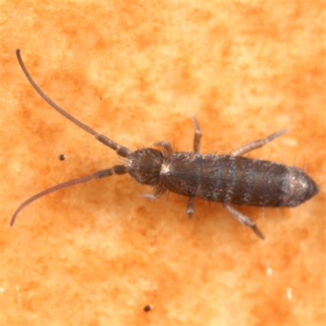 Tomocerid Pogonognathellus Bugguide