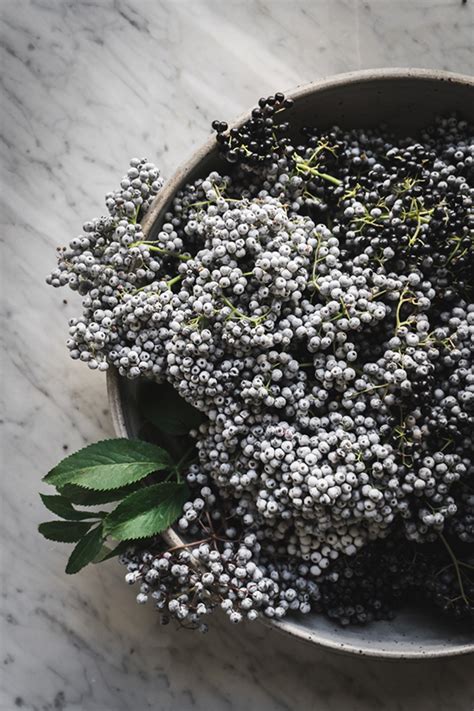 Does Elderberry Work Pretend Magazine