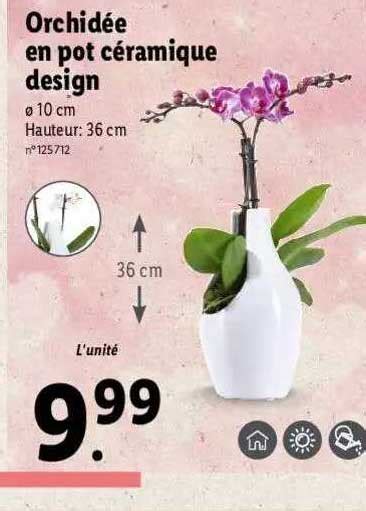 Promo Orchid E En Pot C Ramique Design Chez Lidl Icatalogue Fr