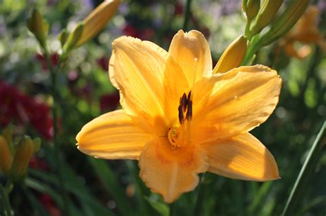 Types Of Yellow Lilies (and How To Care For Them) Crate And, 59% OFF