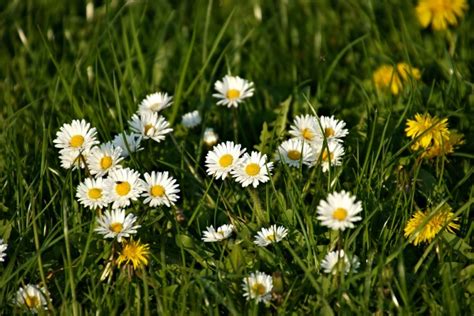 Gänseblümchen und Löwenzahn Stock Photo 21325762 Bildagentur