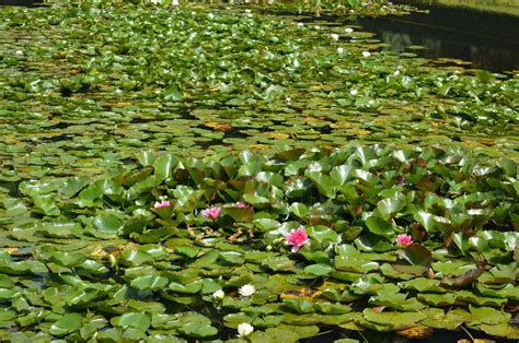 Fotos gratis árbol naturaleza césped hoja florecer lago mojado