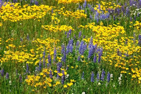 Flores Selvagens Na Pradaria De Alberta Imagem De Stock Imagem De