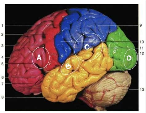 Lab Cerebrum Brainstem Cerebellum Flashcards Quizlet