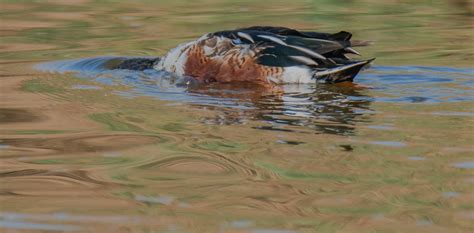 Ducks - Birds Merced Wildlife Refuge