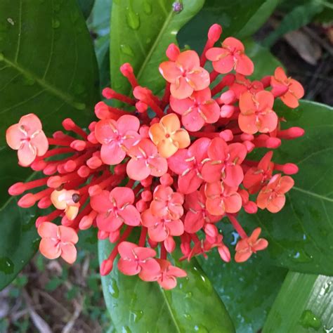 Ixora Chinensis Prince Of Orange Ixora Prince Of Orange In