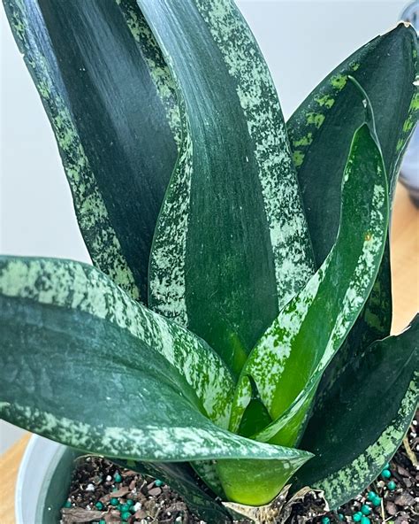 Sansevieria Silver Ubicaciondepersonas Cdmx Gob Mx