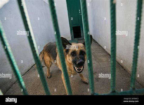 El Pastor Wicked Está Detrás De Las Rejas Jaula De Perros En La