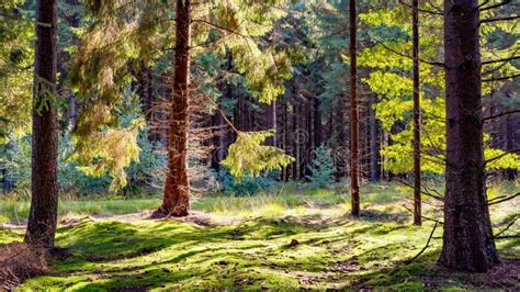 Woodland Clearing Stock Image Image Of Landscape Alone 194966529