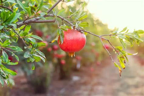 Propiedades De La Granada Aprovecha La Temporada Frutas Olivar