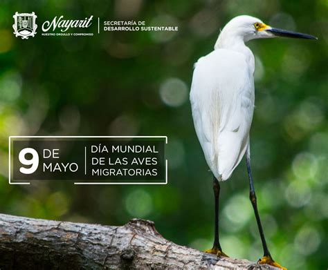 DÍA MUNDIAL DE LAS AVES MIGRATORIAS Secretaría de Desarrollo Sustentable