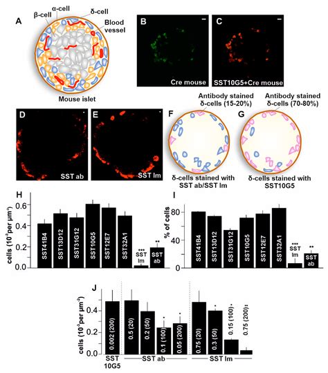 IJMS Free Full Text Somatostatin Containing δ Cell Number Is