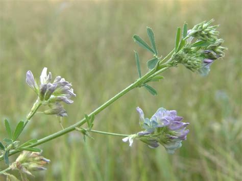 Люцерна посевная (Medicago sativa L.)