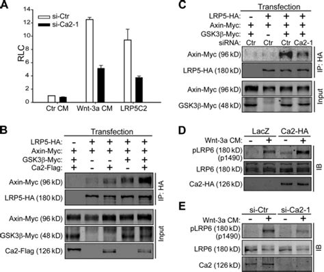 Caprin Enhances Gsk Mediated Lrp Axin Interaction And Lrp