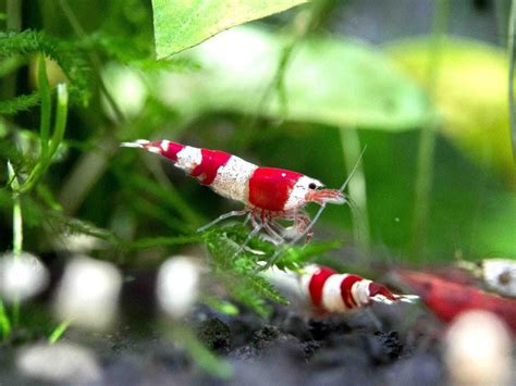 Crystal Red Shrimp Caridina Cantonensis A S Grade Tank Bred