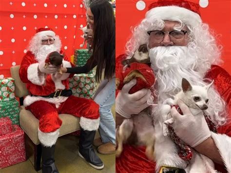 Cachorros Sem Esp Rito Natalino Visitam Papai Noel