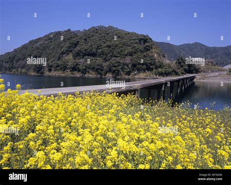 Sanri Chinkabashi Bridge and rape blossoms, Shimanto River Stock Photo - Alamy