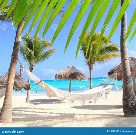 Caribbean Beach Hammock And Palm Trees Stock Image - Image: 18618503