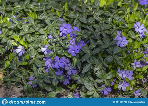 Vinca Minor Lesser Periwinkle Ornamental Flowers In Bloom Common