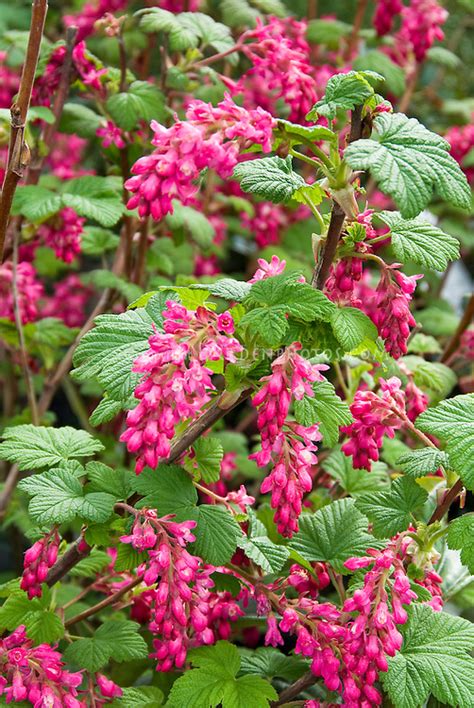 Ribes Sanguineum Pulborough Scarlet In Bloom Plant And Flower Stock