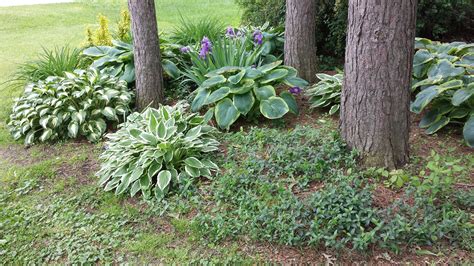 Our Garden Design with Hosta and Ground Cover