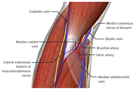 Elbow Joint: Anatomy, Ligaments, Movements, Blood Supply, 54% OFF