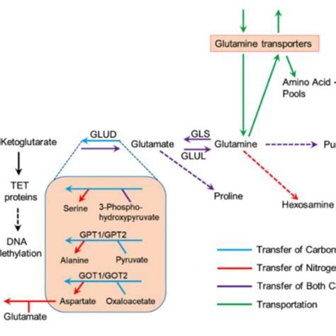 Schematic Of The Role Of Glutamine In The Activation Of Tgf β1 In Download Scientific Diagram