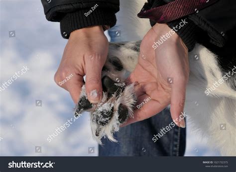 20401 Pet Paw Snow Images Stock Photos And Vectors Shutterstock