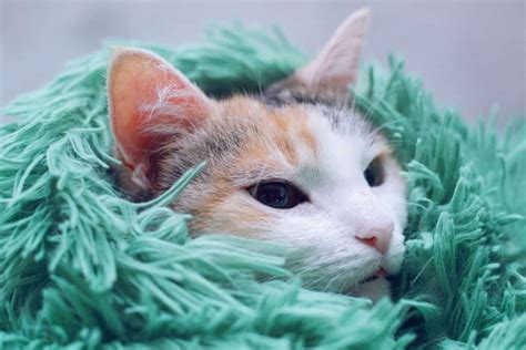 Do Cats Like Blankets These 21 Pictures Are A Clue Petskb