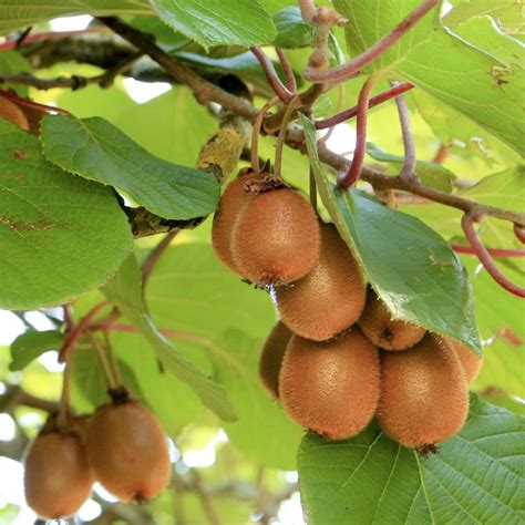 Actinidia Deliciosa Solo Autofertile Kiwi Vendita Piante Online