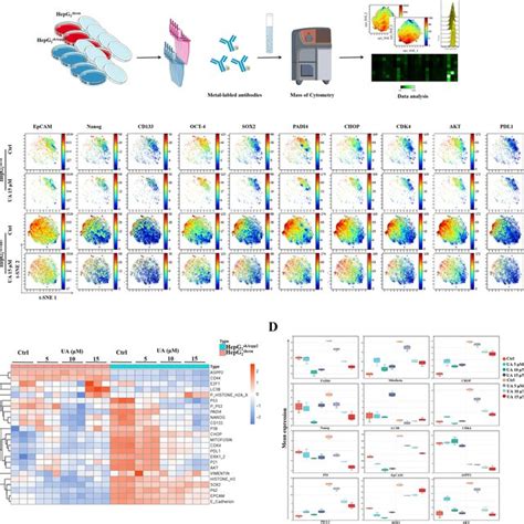 Cytof Analysis Ua Effects On Hepg Shcon And Hepg Shaspp Cells A